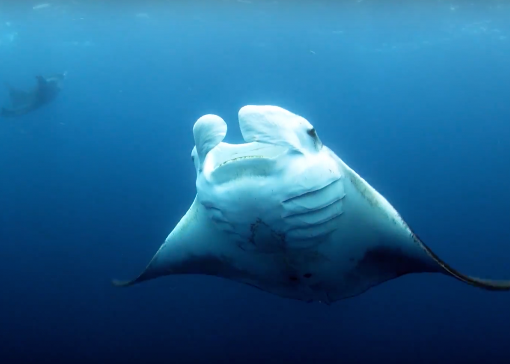#16. Wild Pacific (2009)